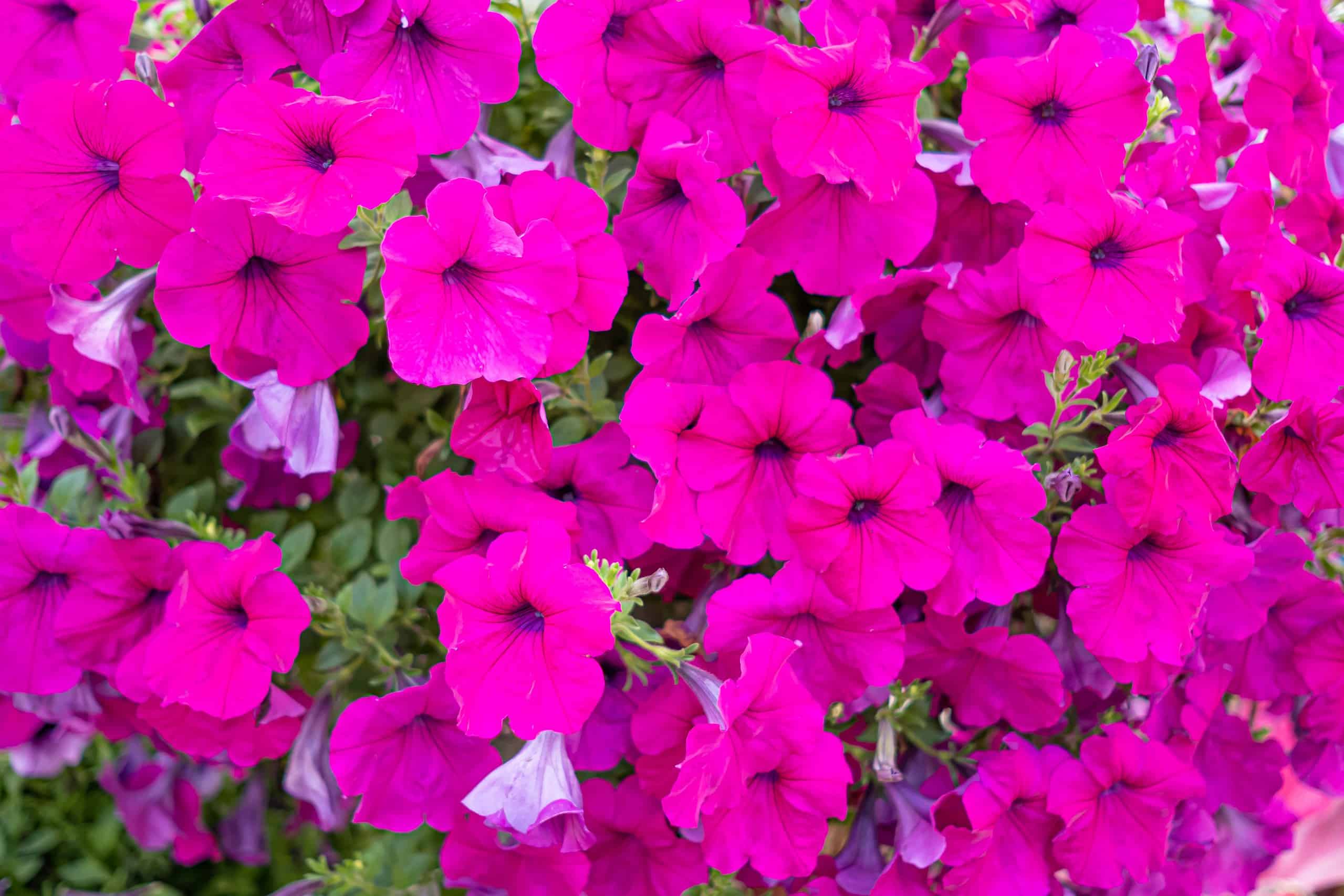 Petunia Perfection A Comprehensive Guide To Grow And Care