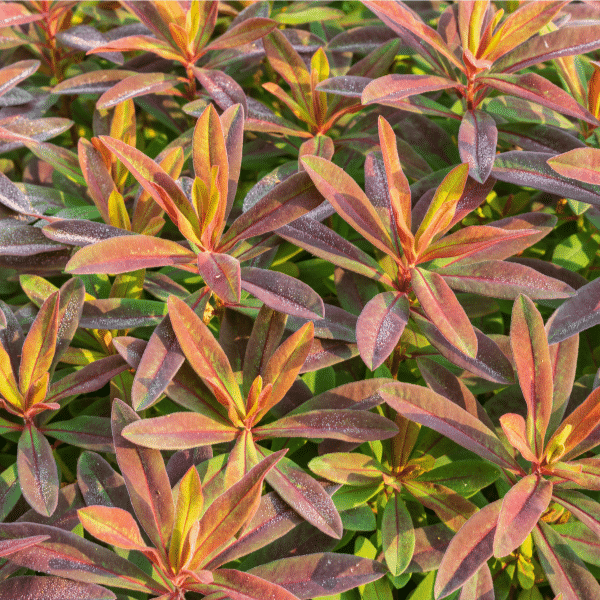 Euphorbias in flower » Plants, Plant communities »Holden Forests