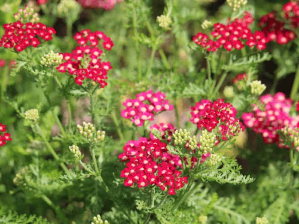 Achillea | A Comprehensive Guide To Growing Yarrow